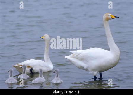 Schwäne mit ihren jungen Cygnets, Island Stockfoto