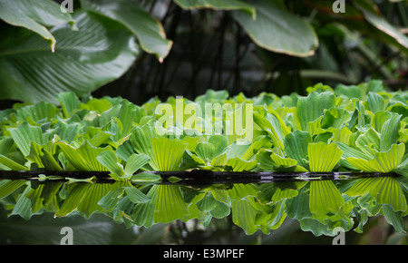 Bahnfahrer Stratiotes. Wasser, Salat und Reflexionen auf einem tropischen Zierteich Stockfoto