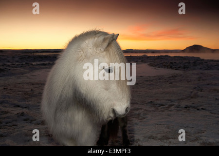 Junge isländische Pferdefohlen, im Winter, Island Stockfoto