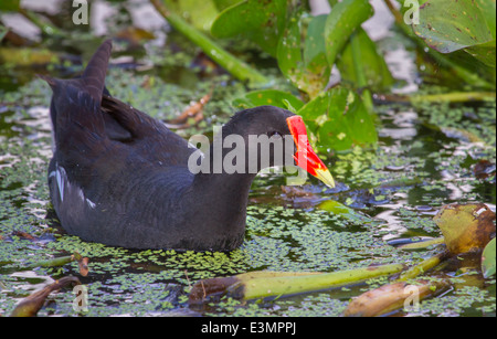 Gemeinsame Gallinule (Gallinula Galeata), Brazos Bend State Park, Needville, Texas, USA. Stockfoto