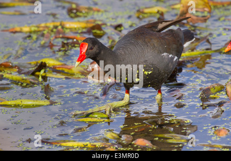 Gemeinsame Gallinule (Gallinula Galeata), Brazos Bend State Park, Needville, Texas, USA. Stockfoto