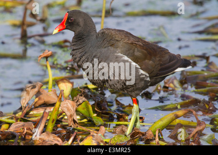 Gemeinsame Gallinule (Gallinula Galeata), Brazos Bend State Park, Needville, Texas, USA. Stockfoto