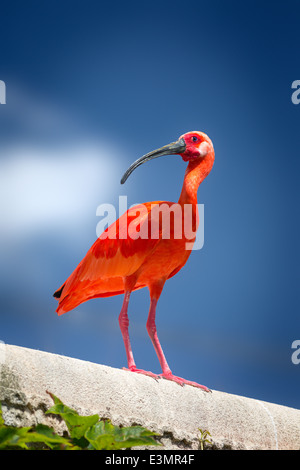 Scarlet Ibis (Eudocimus Ruber). Ibis Rouge (Eudocimus Ruber). Stockfoto
