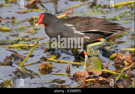 Gemeinsame Gallinule (Gallinula Galeata), Brazos Bend State Park, Needville, Texas, USA. Stockfoto