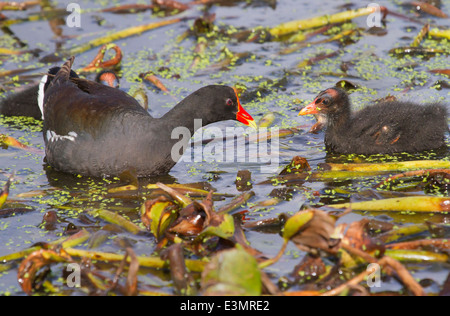 Gallinule (Gallinula galeata) mit einem Küken, Brazos Bend, Needville, Texas, USA. Stockfoto