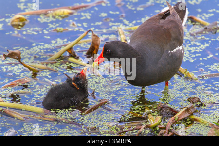 Gemeinsame Gallinule (Gallinula Galeata) mit einem Küken, Brazos Bend State Park, Needville, Texas, USA. Stockfoto