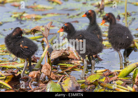 Küken des gemeinsamen Gallinule (Gallinula Galeata), Brazos Bend State Park, Needville, Texas, USA. Stockfoto