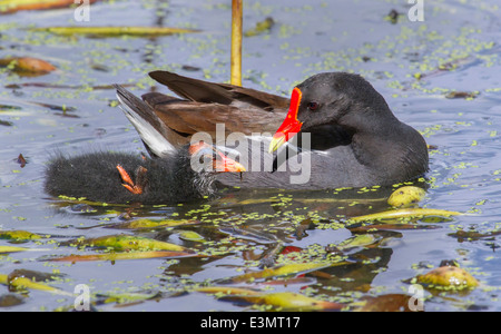 Gemeinsame Gallinule (Gallinula Galeata) mit einem Küken, Brazos Bend State Park, Needville, Texas, USA. Stockfoto