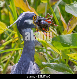 Gelbkronenreiher (Nyctanassa violacea), der Rote Sumpfkrebse (Procambarus clarkii) isst, Brazos Bend State Park, Texas, USA. Stockfoto