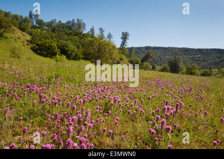 Eulen-Klee blüht auf einer Weide in eine Rinderfarm Coastal Range in Zentral-Kalifornien Stockfoto