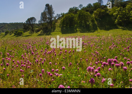 Eine Rinderfarm Coastal Range in Zentral-Kalifornien Stockfoto