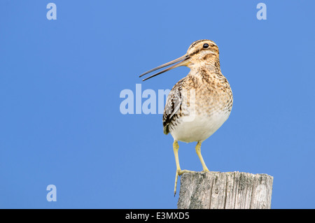 Wilson's Snipe, Lake County, Montana Stockfoto