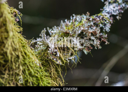 Eine Nahaufnahme von einem grünen Foliose Flechten bedeckten Ast Stockfoto