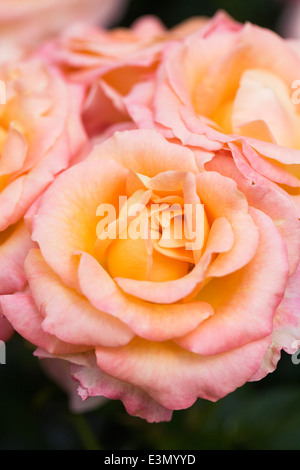 Rosa "Britannia Frycalm". Hybride Terose. Stockfoto