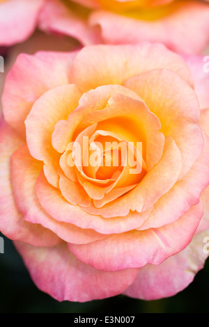 Rosa "Britannia Frycalm". Hybride Terose. Stockfoto