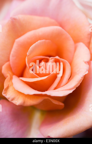 Rosa "Herzliche Grüße Fryoxtic" Stockfoto
