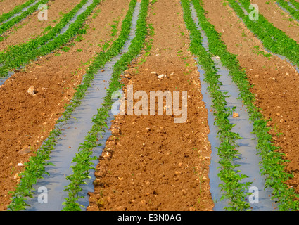 Reihen von Tomatenpflanzen wachsen auf einem Bauernhof Stockfoto