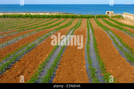 Reihen von Tomatenpflanzen wachsen auf einem Bauernhof mit blauem Himmel und Meer im Hintergrund Stockfoto