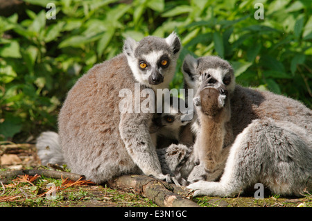 Eine Familie von Ring tailed Lemuren - Lemur catta Stockfoto