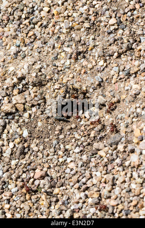 Feuerameisen stechen; rote Ameisen; Solenopsis; Graben im Boden Stockfoto