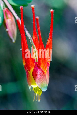 Akeleien Elegantula; Westliche rote Columbine; Helleboraceae; Nieswurz; Butterblume; Butterblume; in voller Blüte, zentralen Colorado Stockfoto