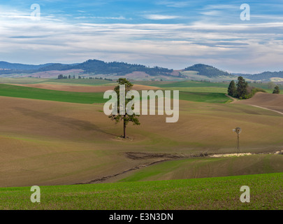 Palouse, Whitman County, Washington: Einzelne Tanne zwischen sanften Hügeln und Muster der aufstrebenden Weizen Stockfoto