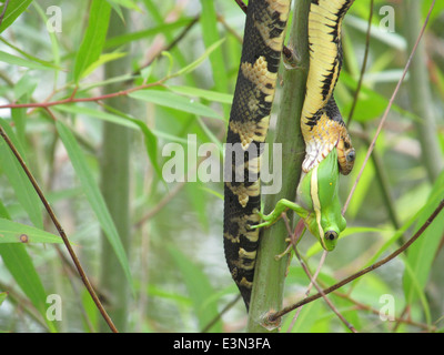 Eine Wasserschlange breit gebändert isst ein grüner Laubfrosch im Mingo National Wildlife Refuge Stockfoto