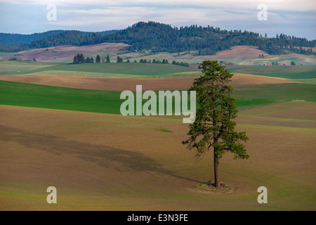 Palouse, Whitman County, Washington: Einzelne Tanne zwischen sanften Hügeln und Muster der aufstrebenden Weizen Stockfoto