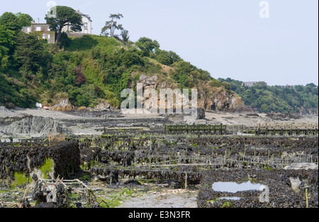 viele Austernbänke in einer Stadt in der Bretagne benannt Cancale Stockfoto