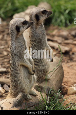 Zwei Erdmännchen stehend nach Aufmerksamkeit und weg von der Kamera. Wildlife Park. Stockfoto