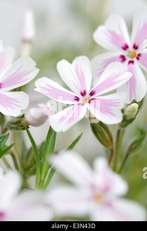 Phlox Subulata 'Candy Stripe' (Moss Phlox) Stockfoto