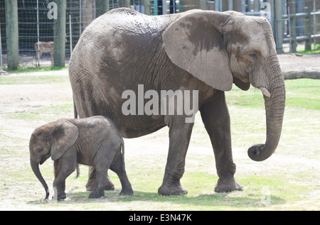 Ein Baby, das Elefanten mit seiner Mutter rumhängt Stockfoto