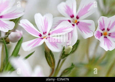 Phlox Subulata 'Candy Stripe' (Moss Phlox) Stockfoto