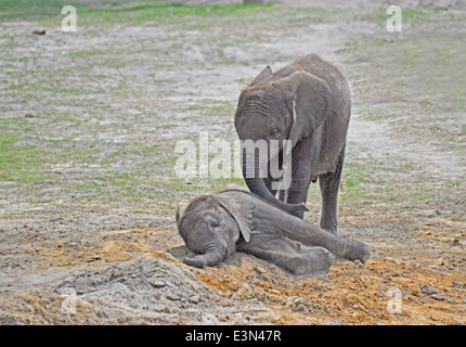 Baby-Elefanten beim spielen Stockfoto
