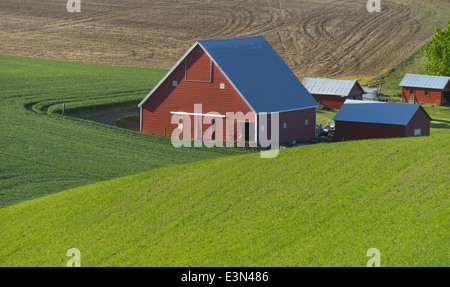 Palouse, Whitman County, WA: Rote Scheune und Hof-Gebäude zwischen sanften Weizenfelder in der Nähe von Colfax Stockfoto