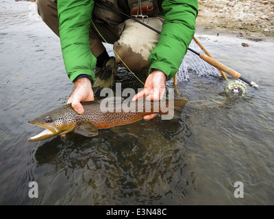 Bachforelle gefangen beim Fliegenfischen auf den North Platte River in Wyoming, USA. Stockfoto