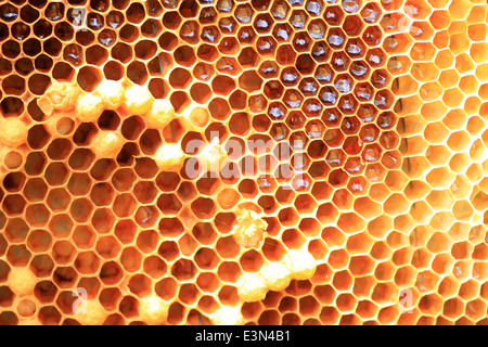 Honig Biene (Apis Mellifera) Nest in Japan Stockfoto