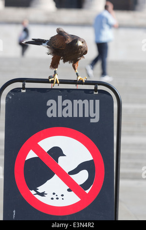 Harris Hawk oder Harris Hawk (Parabuteo Unicinctus) namens Lizzie auf Patrouille am Trafalgar Square in London Stockfoto