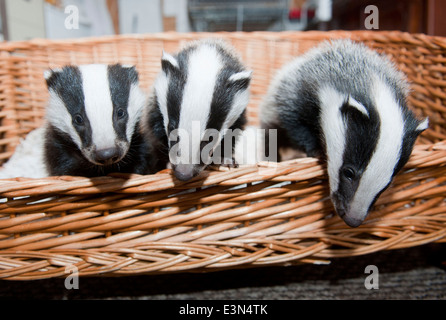 Drei Jungtiere des Dachs Scampy, Fidget und Dopy fanden in einer Hecke, wenn sie gerade vier Wochen alt leiden Mangel an Nahrung waren Stockfoto