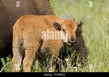 Bison Kalb von der Mutter. Stockfoto