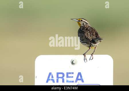 Meadowlark auf Zeichen. Stockfoto