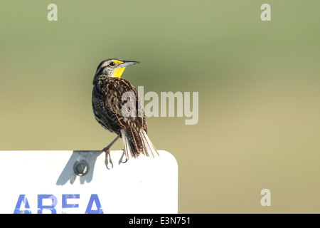 Meadowlark thront. Stockfoto