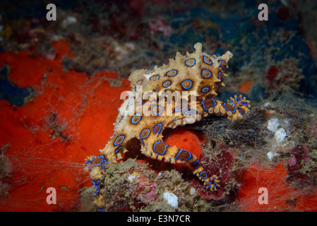 Eine sehr giftige Blue Ring Octopus aus Bali, Indonesien Stockfoto