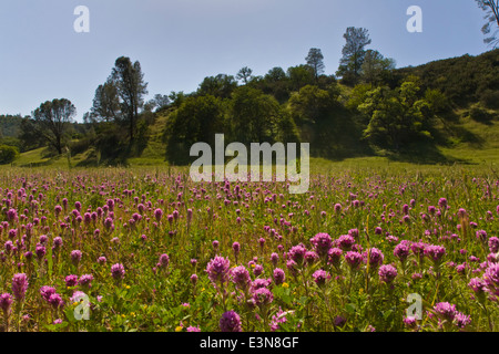 Eulen-Klee blüht auf einer Weide in eine Rinderfarm Coastal Range in Zentral-Kalifornien Stockfoto