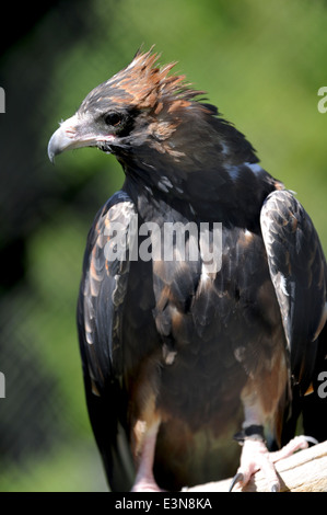 Eine Nahaufnahme eines australischen Wedge Tailed Eagle Stockfoto