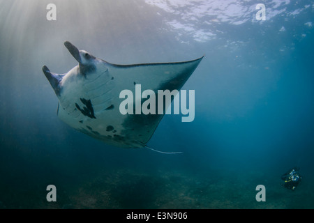 Mantarochen schwimmen von Manta Point, Bali. Stockfoto