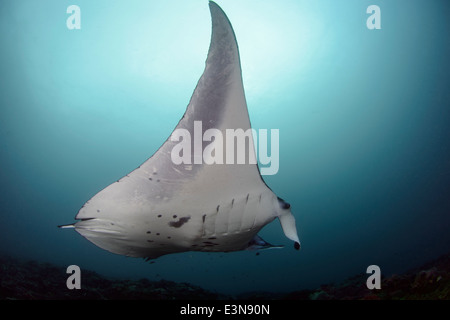 Mantarochen schwimmen von Manta Point, Bali. Stockfoto