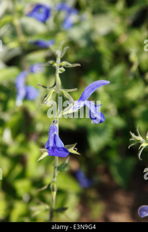 Salvia Patens 'Cambridge blue' Nahaufnahme Blume Stockfoto