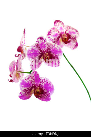 Rosa Orchidee isoliert auf weißem Hintergrund Stockfoto