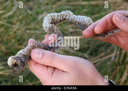 Mann hält verschütten Haut der Europäischen Kreuzotter (Vipera Berus) gefunden, der Peak District National Park, Derbyshire, England, UK Stockfoto